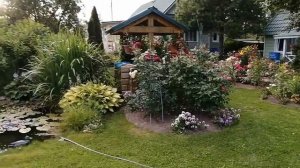 Вечерний обзор сада роз и гортензий. Борюсь с кротами.