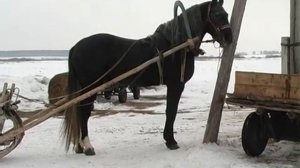 Цыганские лошади