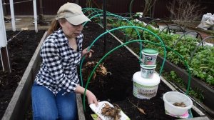 Как правильно посадить георгины! Средство от муравьев и слизней