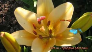Лилия ла-гибрид Боллрум (lilium) ? ла-гибрид лилия Боллрум обзор: как сажать, луковицы лилии Боллру
