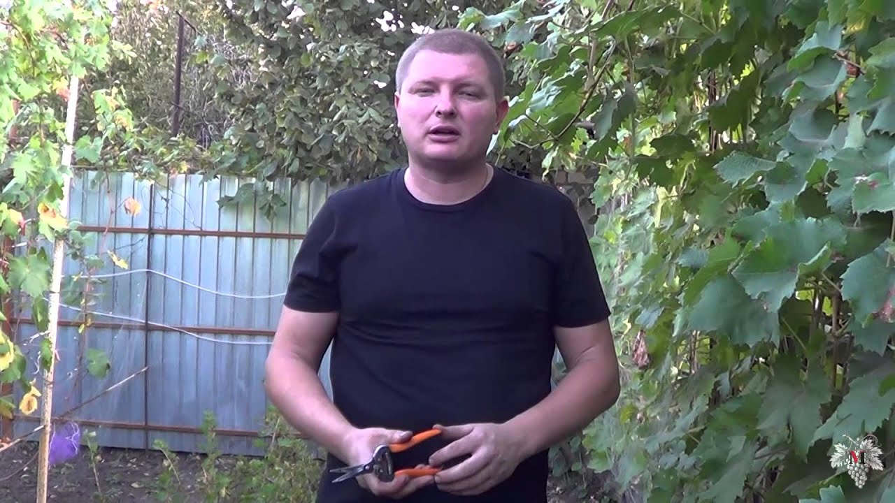 Катаровка винограда