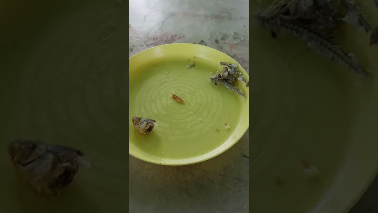 сами поймали рыбу сами пожарили сами съели (1) смотреть онлайн