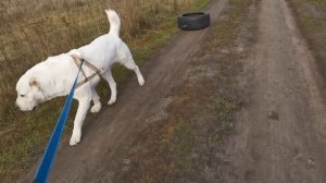 Тренировка САО. кобель ЯРАЙ АК-МАГАШ.