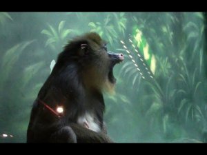 Мандрилы в Московском Зоопарке / Mandrills in the Moscow Zoo
