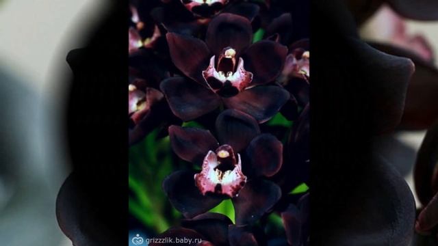 ЧЕРНАЯ ОРХИДЕЯ - фото 2018 / BLACK ORCHID - Photo смотреть онлайн