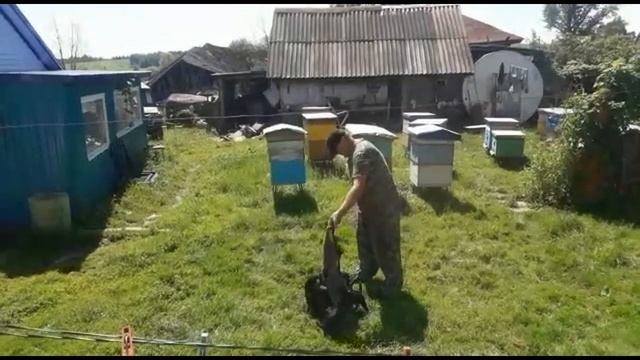 Щенки Ягдтерьера на продажу с родословной РКФ смотреть онлайн