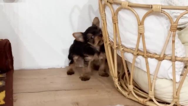 ? ДОМАШНИЕ ДЕЛА ? ГОТОВЛЮ?? УБИРАЮ | ЩЕНКИ НАВОДЯТ БЕСПОРЯДОК смотреть онлайн