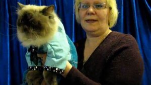 Гималайский кот - выставка кошек PCA - Himalayan cat