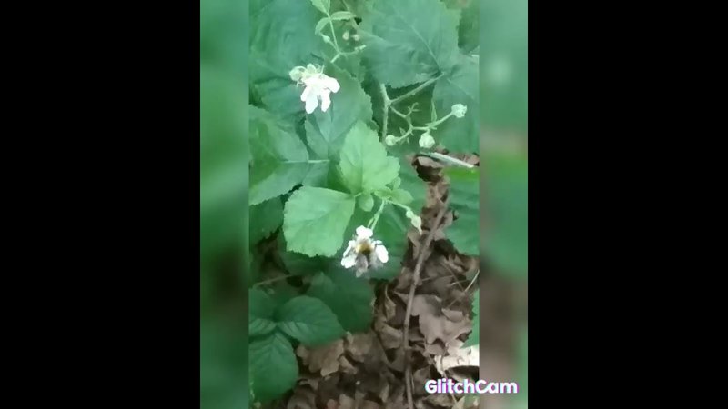 bumblebee life the road flowers    жизнь пчелы дорога цветов