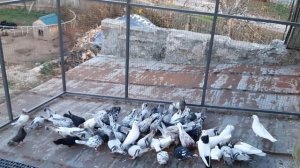 Голуби бакинцы белые мраморные и цементальные