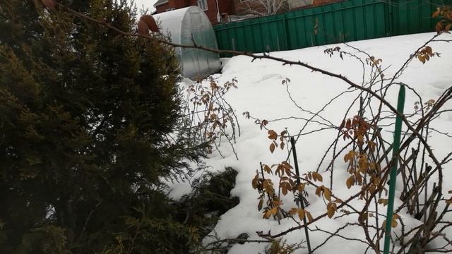 Освобождаю укрытия роз от снега. смотреть онлайн
