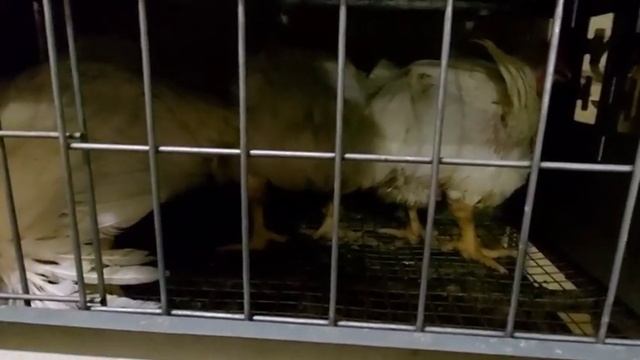 Какой бройлер лучше? Тот что нравится лично вам. Тест бройлеров.