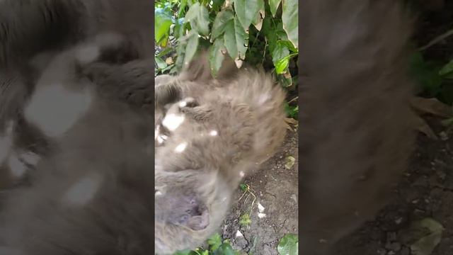 котик прячется от жары🌞🔥🐈 смотреть онлайн
