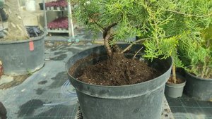 стрижка можжевельника голд старт )часть 2