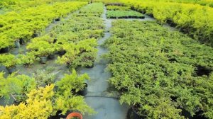 Питомник Садовая империя