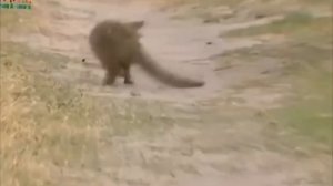 НЕВЕРОЯТНЫЕ ПОСТУПКИ ДИКИХ ЖИВОТНЫХ