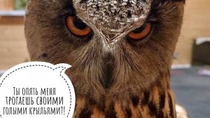 Курлы-курлы от сыча Лучика и мимими от совы филина Ёлки