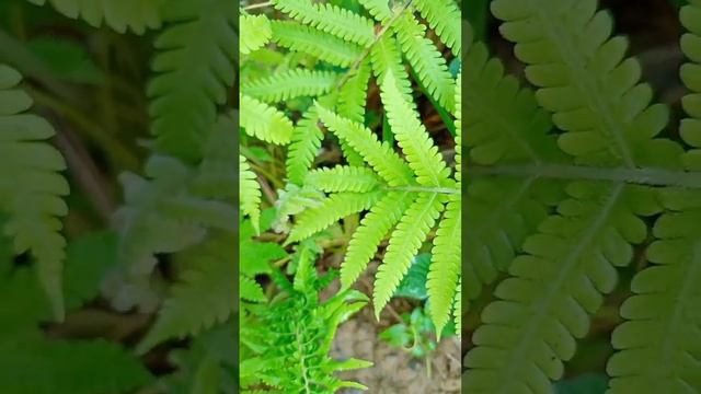 adorable wild ferns #amazing #asmrsatisfying #short