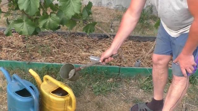 Виноград. Вторая подкормка органическим удобрением на основе коровяка.