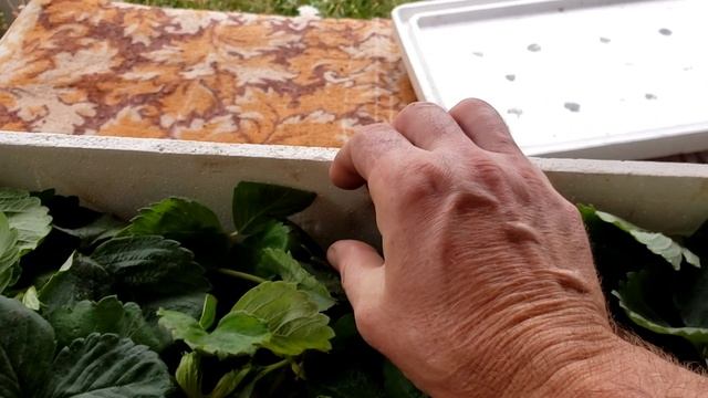 Саженцы клубники Азия от канала Ягодный берег ЛПХ Егоровых.