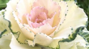 Как вырастить красивую декоративную капусту