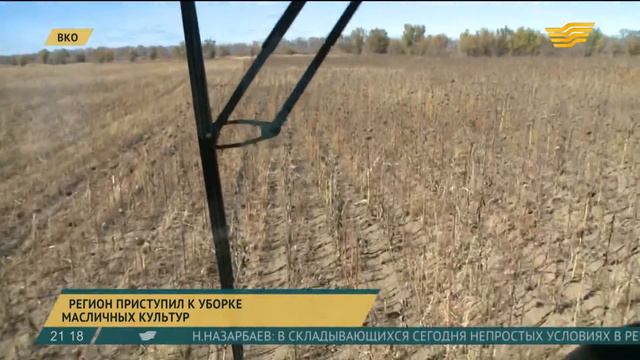 В ВКО приступили к уборке масличных культур