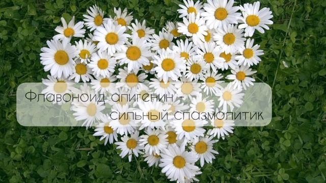 Лечебные травы | Лечебные свойства Ромашки