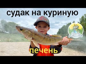 Судак на куриную печень!