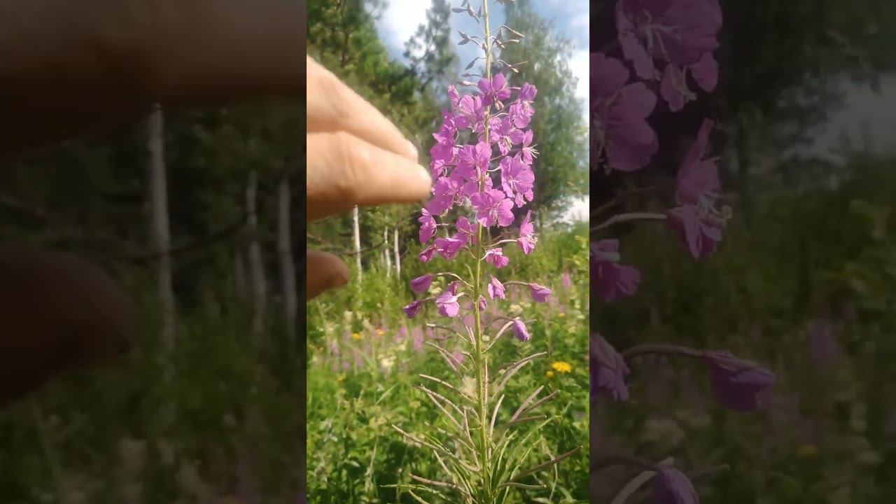 Иван чай Растение ТАЙГИ копорский чай Лекарственные растения Лечебные растения Травы Тайга Лес