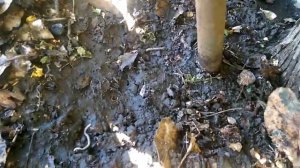 добыча червей током 220 вольт