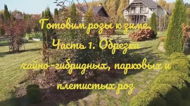 Подготавливаем розы к зиме. Часть 1. Обрезка чайно-гибридных, плетистых и парковых роз.