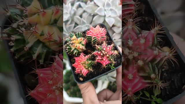 #gymnocalycium #pollination Gymnocalycium  mihanovichii variegata seeds