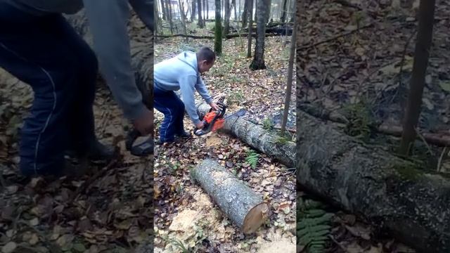 Как заготовить дрова на зиму. Где бесплатно добыть дров.