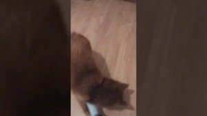 Собака выполняет все основные команды