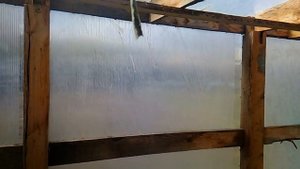 Морковь 🥕🥕🥕.