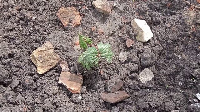 новинки для моей клумбы/зацвели первые цветочки