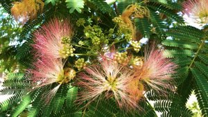 Обзор Альбиции, ленкоранская акация (Albizia julibrissin) / Кубаньсад