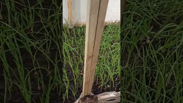 Лук на перо из севка.Бизнес в гараже. смотреть онлайн