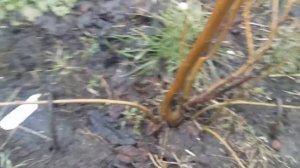 Фундук маточник как вырастить фундук отводками