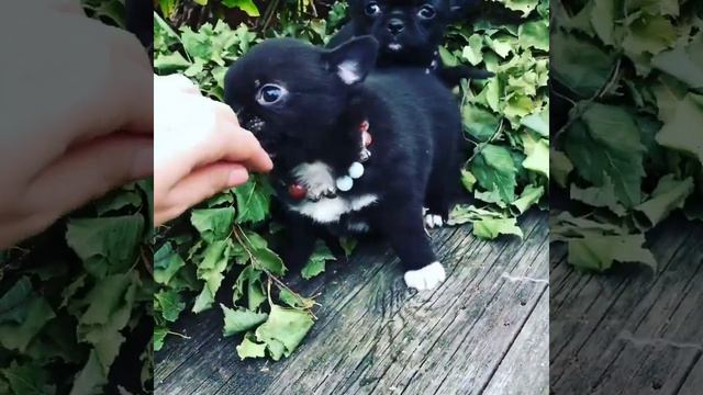 Чихуахуа две чёрные девочки смотреть онлайн