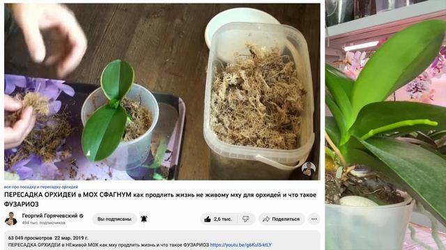 как сажать орхидею наращивать корни в сфагнум (моховое гнездо) сохранить посадку орхидей на 3-4 год