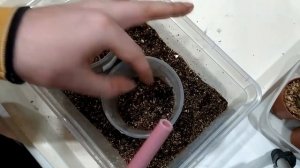 Очень просто. Посадка и всходы семян Адениума.