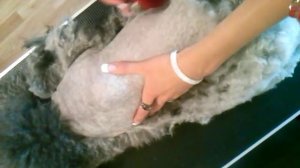 пудель....глобальный колтун...бритье