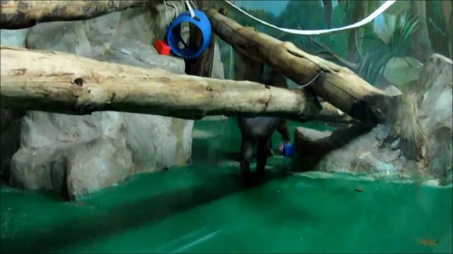 Мандрилы 25.02.18г. смотреть онлайн