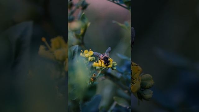 Pollination process by an insect. On beautiful flower. Natural Beauty. #environmentalconservation