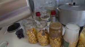 КУКУРУЗА НА САЗАНА КАК БОНДЮЭЛЬ 4 ВКУСА КОТОРЫЕ ЛОВЯТ