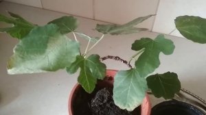 Инжир- посадка и уход в домашних условиях. //Figs-planting and care at home.//