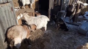 Оставлять ли на племя козочек от первого окота?