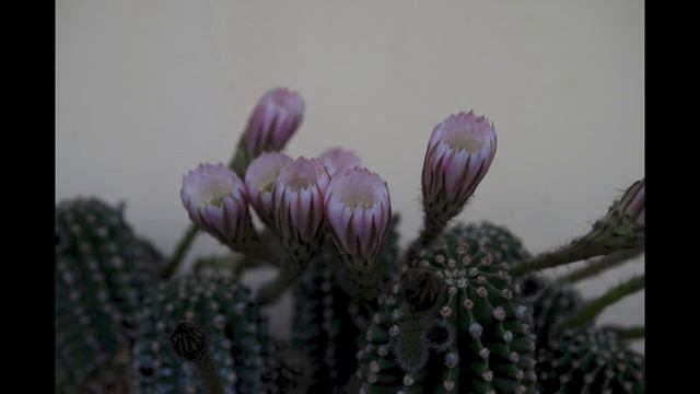 Echinopsis Subdenudata