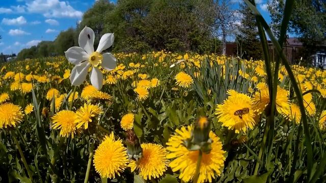 Шарапово - одно из самых красивых мест Подмосковья смотреть онлайн